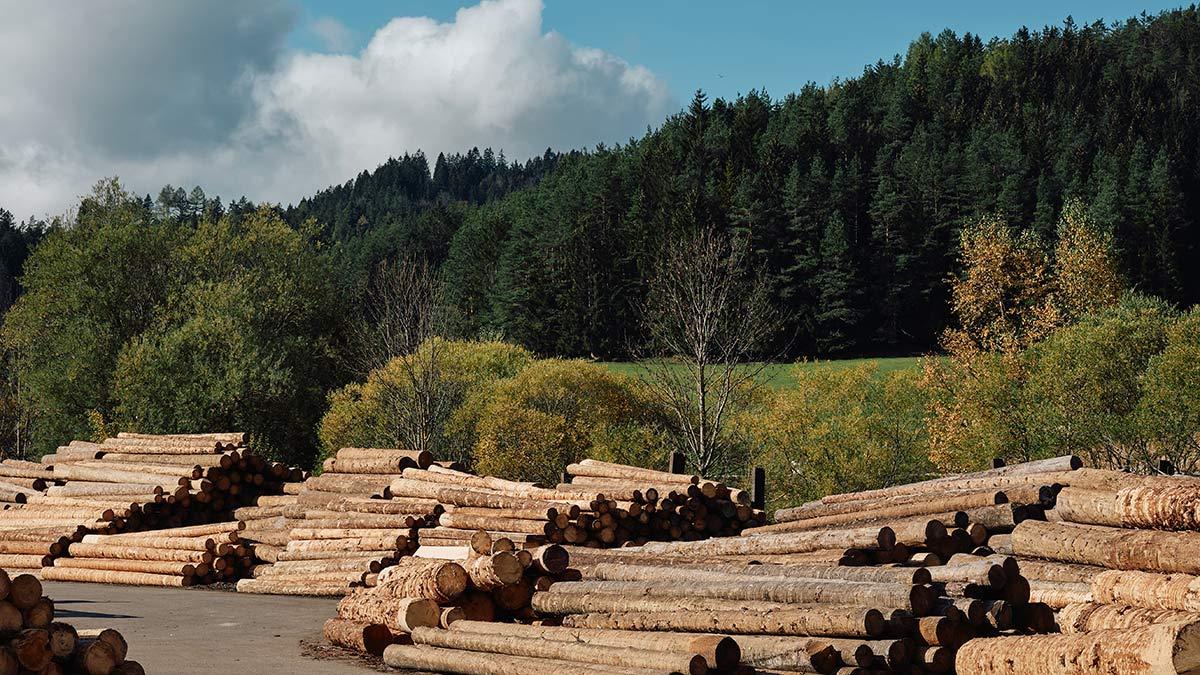 Holz vor einem Sägewerk